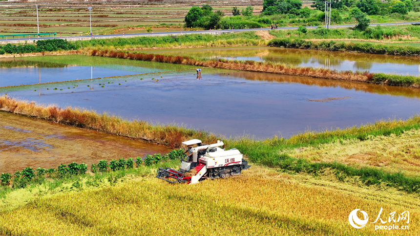 豐城市同田鄉河口村，農機手開著收割機在收割早稻。人民網 朱海鵬攝