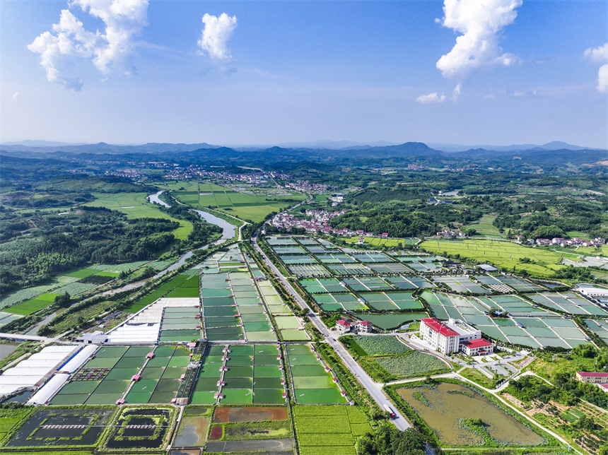 甲魚養殖塘星羅棋布、色彩斑斕。謝東攝