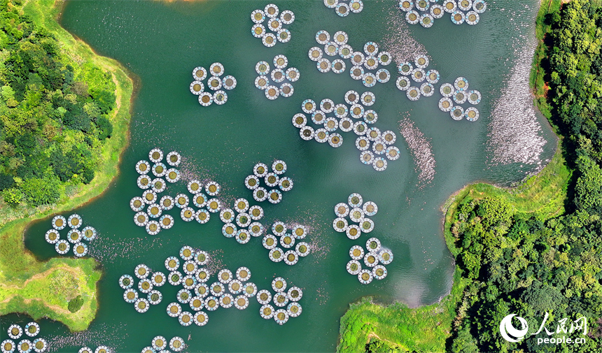 贛州市尋烏縣三標鄉的東江源水庫，種植菖蒲、黃花鶯尾等凈水植物的生態浮床如同花瓣漂浮在水面。人民網 朱海鵬攝