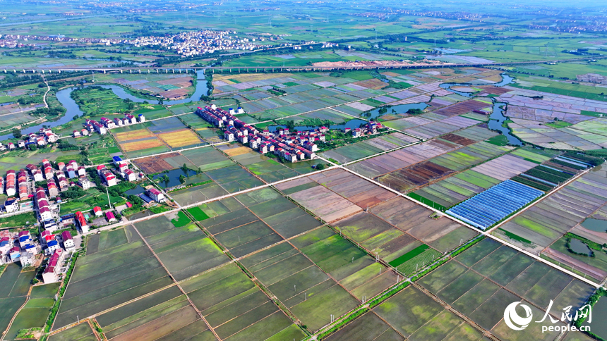 豐城市小港鎮沙埂村，連片的高標準農田色彩斑斕。人民網 朱海鵬攝