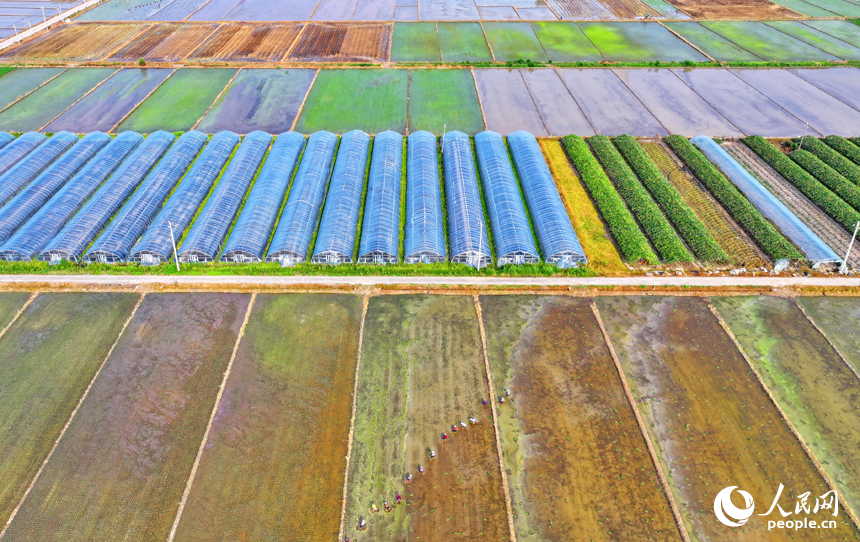 豐城市小港鎮沙埂村高標準農田晚稻種植基地，村民在田間插秧。人民網 朱海鵬攝