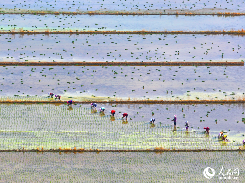 豐城市小港鎮沙埂村高標準農田晚稻種植基地，村民在田間插秧。人民網 朱海鵬攝