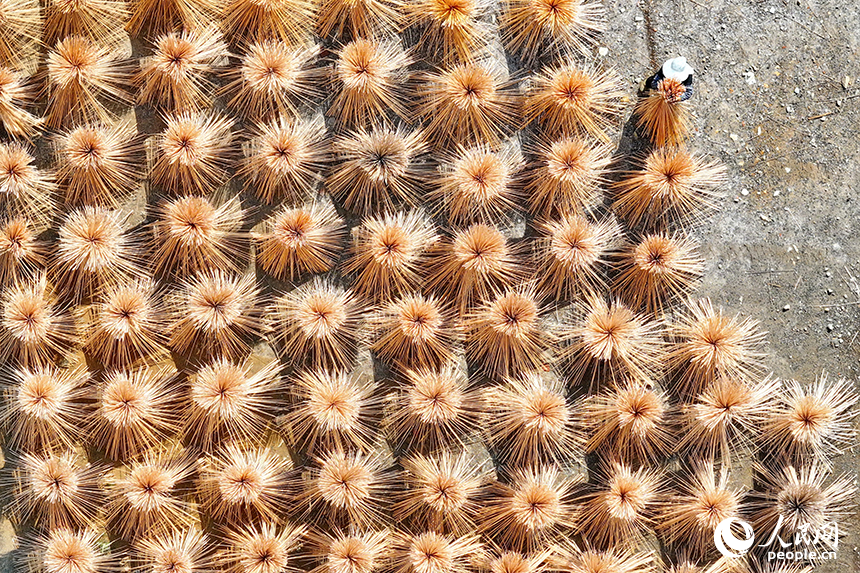 贛州市大余縣黃龍鎮大龍村毛竹加工基地，竹農在曬場晾曬毛竹。人民網 朱海鵬攝