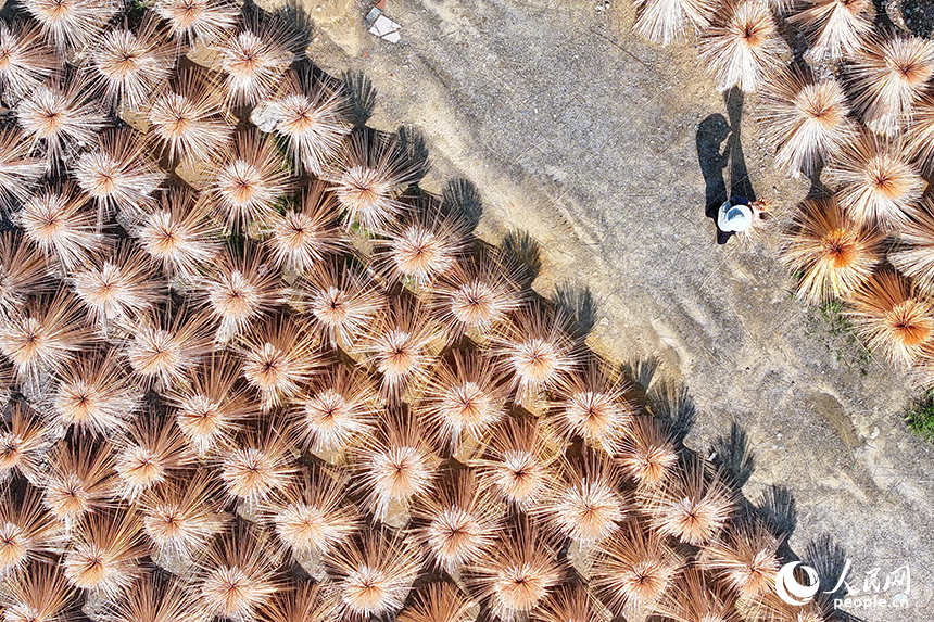 贛州市大余縣黃龍鎮大龍村毛竹加工基地，竹農在曬場晾曬毛竹。人民網 朱海鵬攝