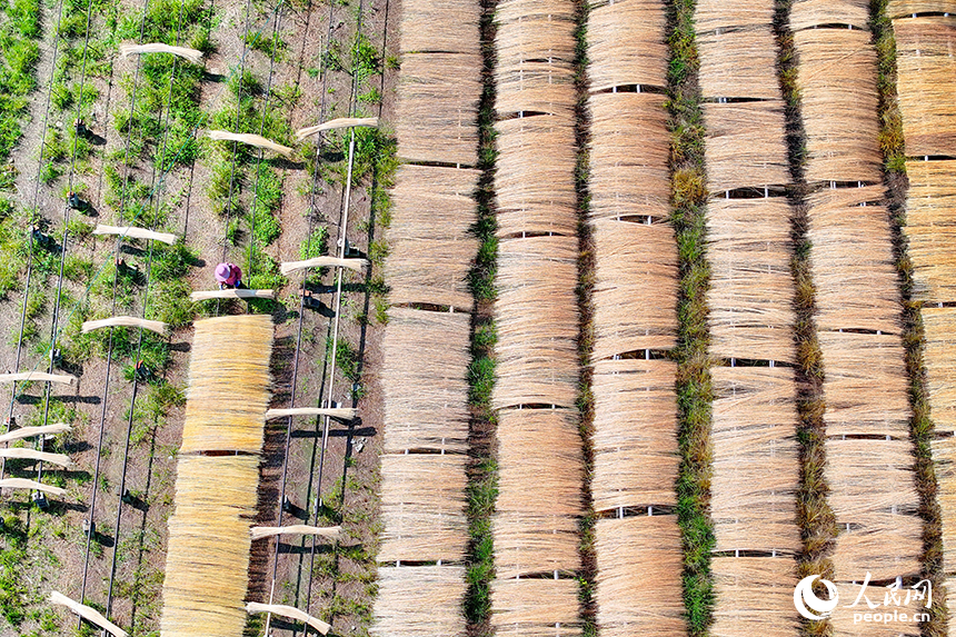 贛州市大余縣黃龍鎮大龍村毛竹加工基地，竹農在曬場晾曬毛竹。人民網 朱海鵬攝
