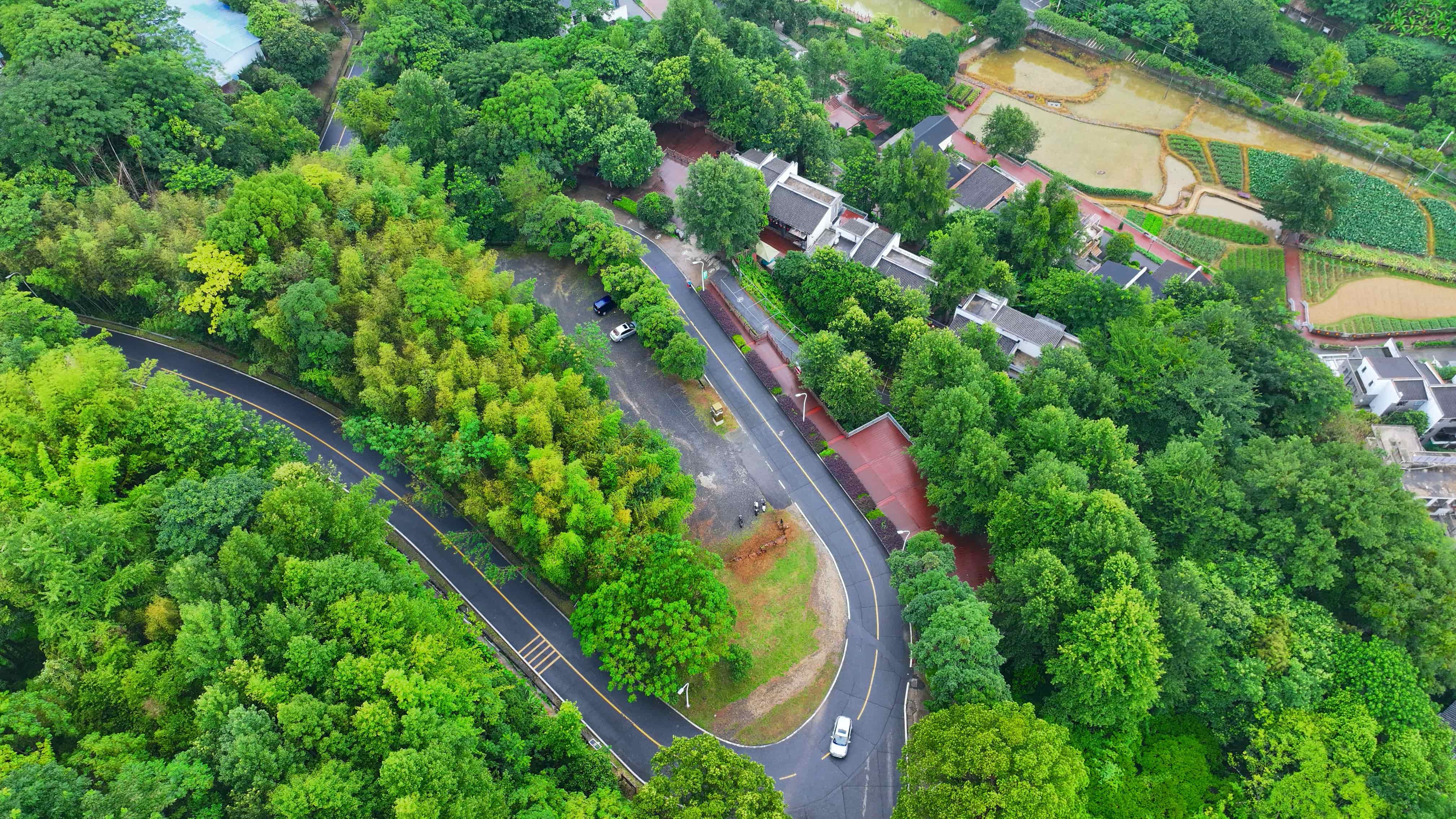 贛州市大余縣黃龍鎮大龍村丫山，通村公路沿線綠樹成蔭、民宿林立，許多游客驅車前來游玩。人民網 朱海鵬攝