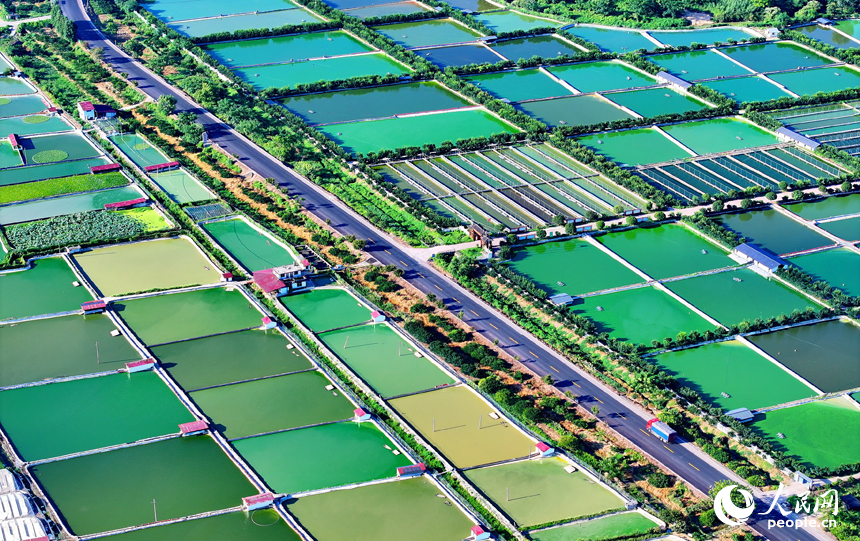 撫州市南豐縣太和鎮丹陽村，公路沿線的水產養殖塘星羅棋布、色彩斑斕，與周邊農房、稻田、青山交相輝映。人民網 朱海鵬攝