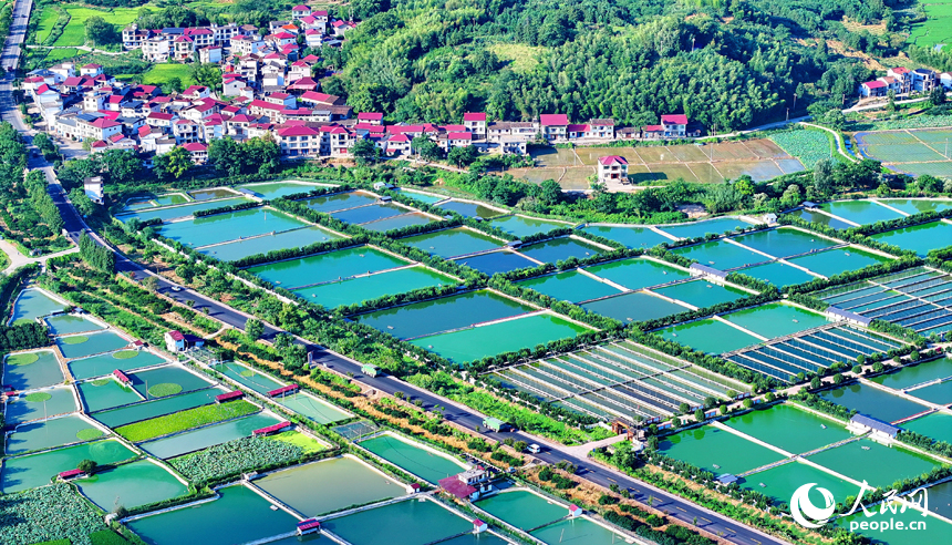 撫州市南豐縣太和鎮丹陽村，公路沿線的水產養殖塘星羅棋布、色彩斑斕，與周邊農房、稻田、青山交相輝映。人民網 朱海鵬攝