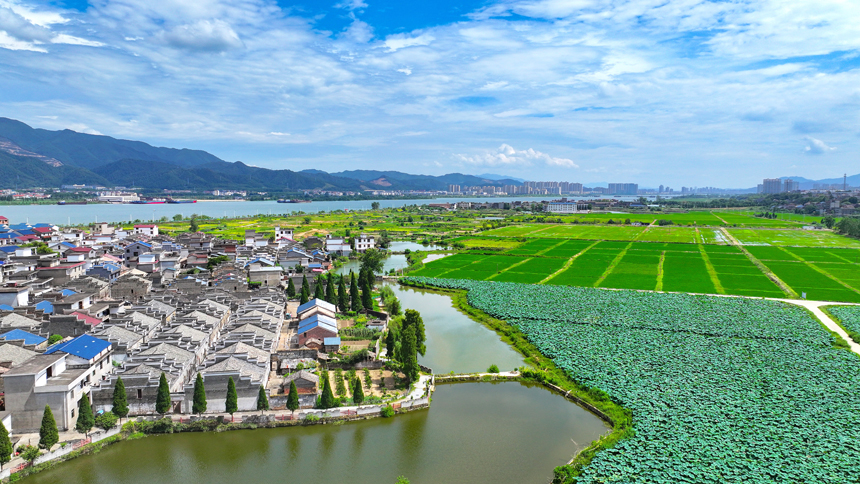 吉水縣金灘鎮雙元村，藍天白云下，秋日荷塘碧葉連天，勾勒出一幅和諧共生的田園畫卷。廖敏攝