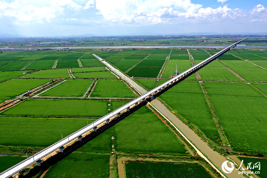 江西省永修縣三角鄉，“稻蝦連作”的沃野上，連片中稻在微風中泛起層層碧浪，宛如綠色海洋。人民網記者 時雨攝