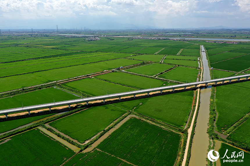 江西省永修縣三角鄉，“稻蝦連作”的沃野上，連片中稻在微風中泛起層層碧浪，宛如綠色海洋。人民網記者 時雨攝