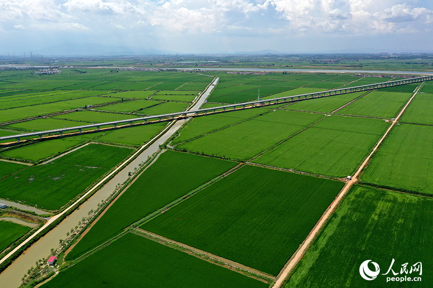江西省永修縣三角鄉，“稻蝦連作”的沃野上，連片中稻在微風中泛起層層碧浪，宛如綠色海洋。人民網記者 時雨攝