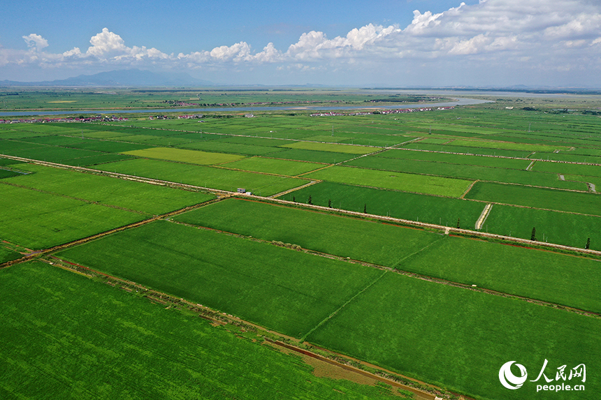 江西省永修縣三角鄉，“稻蝦連作”的沃野上，連片中稻在微風中泛起層層碧浪，宛如綠色海洋。人民網記者 時雨攝
