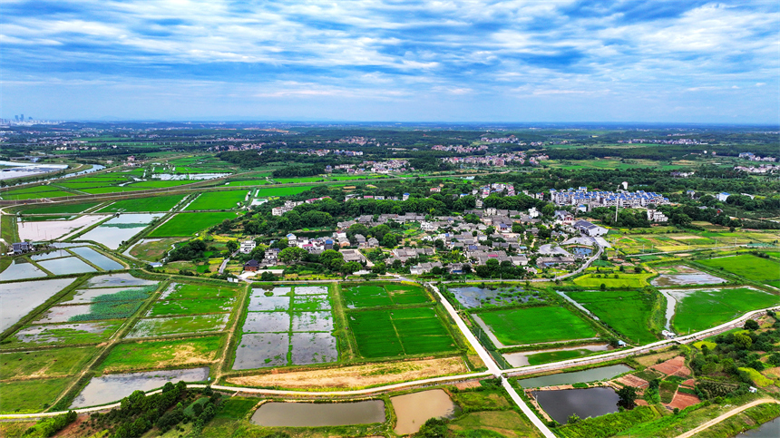 江西省吉安市吉水縣金灘鎮燕坊古村秋色宜人，眾多徽派古宅錯落有致。廖敏攝
