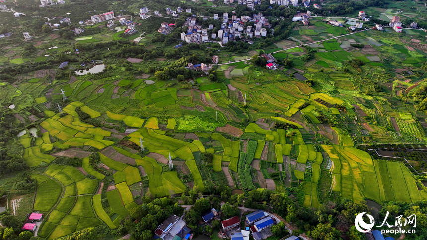 瑞金市黃柏鄉瑞律村，稻谷漸黃、阡陌縱橫。人民網 朱海鵬攝