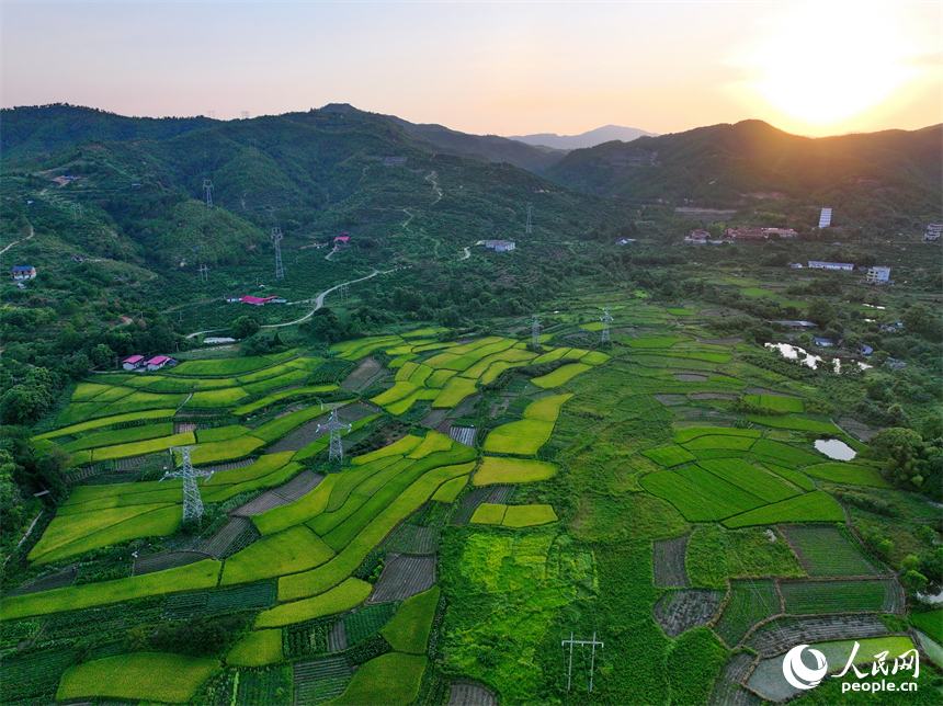 瑞金市黃柏鄉瑞律村，稻谷漸黃、阡陌縱橫。人民網 朱海鵬攝