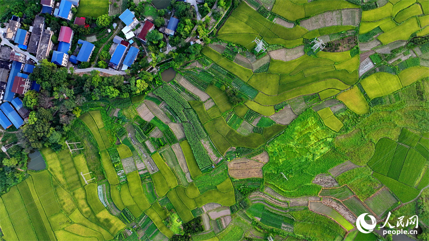 瑞金市黃柏鄉瑞律村，稻谷漸黃、阡陌縱橫。人民網 朱海鵬攝
