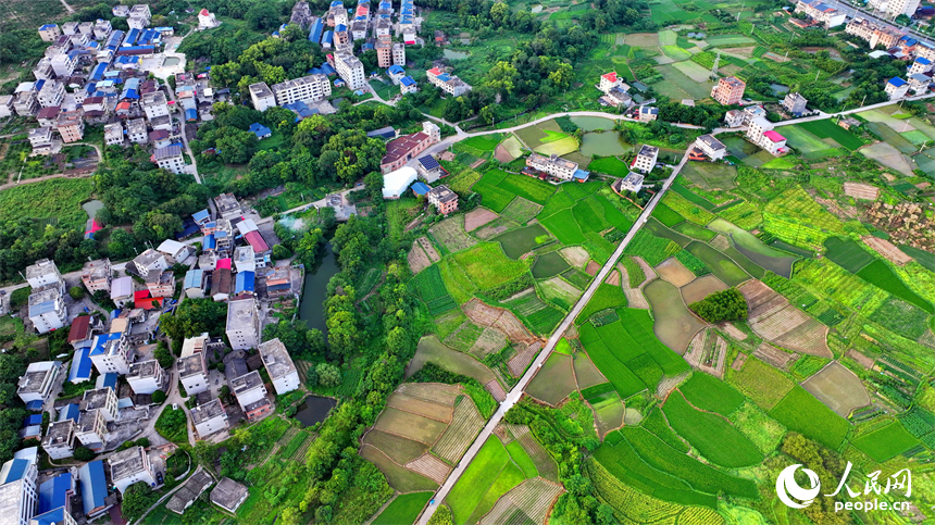 瑞金市黃柏鄉瑞律村，稻谷漸黃、阡陌縱橫。人民網 朱海鵬攝