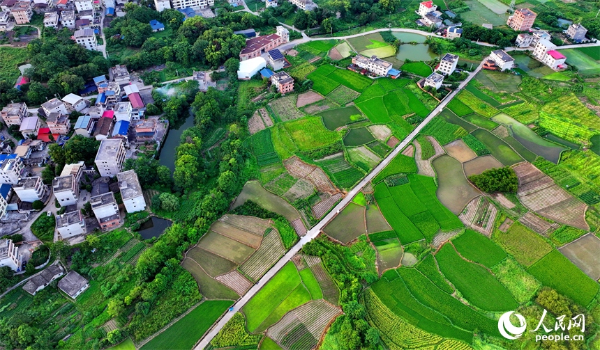 瑞金市黃柏鄉瑞律村，稻谷漸黃、阡陌縱橫。人民網 朱海鵬攝