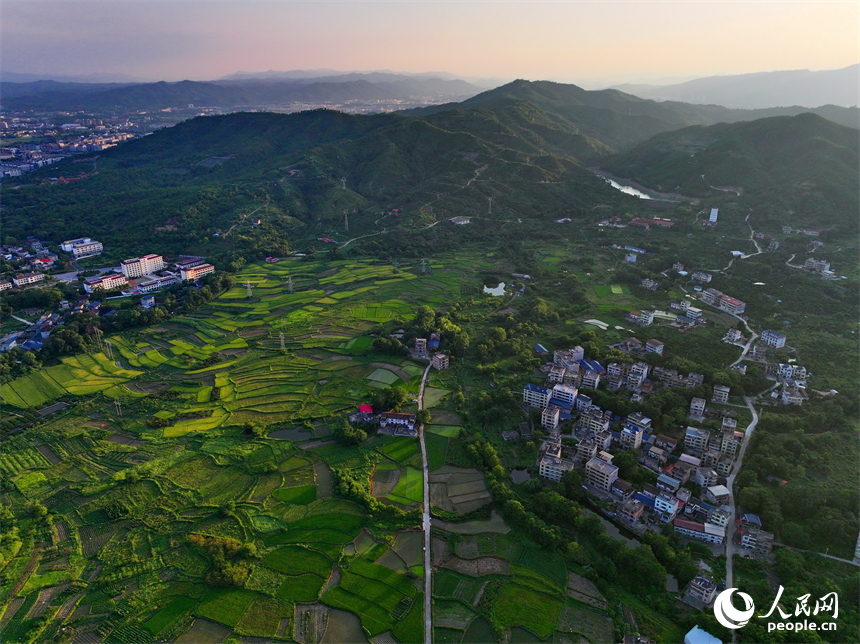 瑞金市黃柏鄉瑞律村，稻谷漸黃、阡陌縱橫。人民網 朱海鵬攝