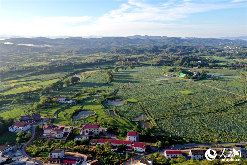 處暑節氣后，江西省撫州市廣昌縣甘竹鎮樟樹村紅蓮基地迎來最美季節。人民網記者 時雨攝