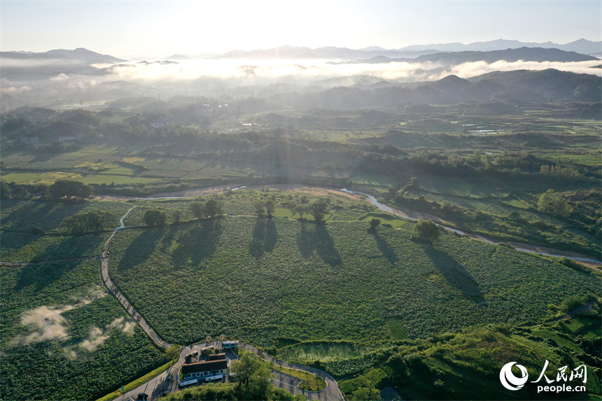 400余畝紅蓮競相綻放，與20余棵百年古樟交織成“蓮田疊翠、古木參天”的詩意景觀。人民網記者 時雨攝