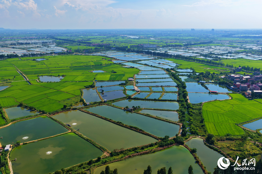 星羅棋布的魚塘與民居、田野相互映襯，構成一幅色彩斑斕的和美鄉村畫卷。人民網記者 毛思遠攝
