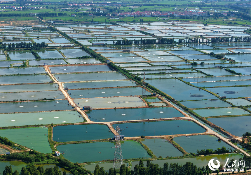 星羅棋布的魚塘與民居、田野相互映襯，構成一幅色彩斑斕的和美鄉村畫卷。人民網記者 毛思遠攝