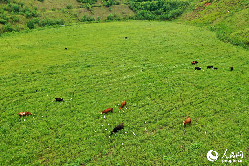 采礦區經過生態修復后長出茵茵綠草，牛吃草、鳥飛翔，展現出美麗的生態畫卷。人民網記者 時雨攝
