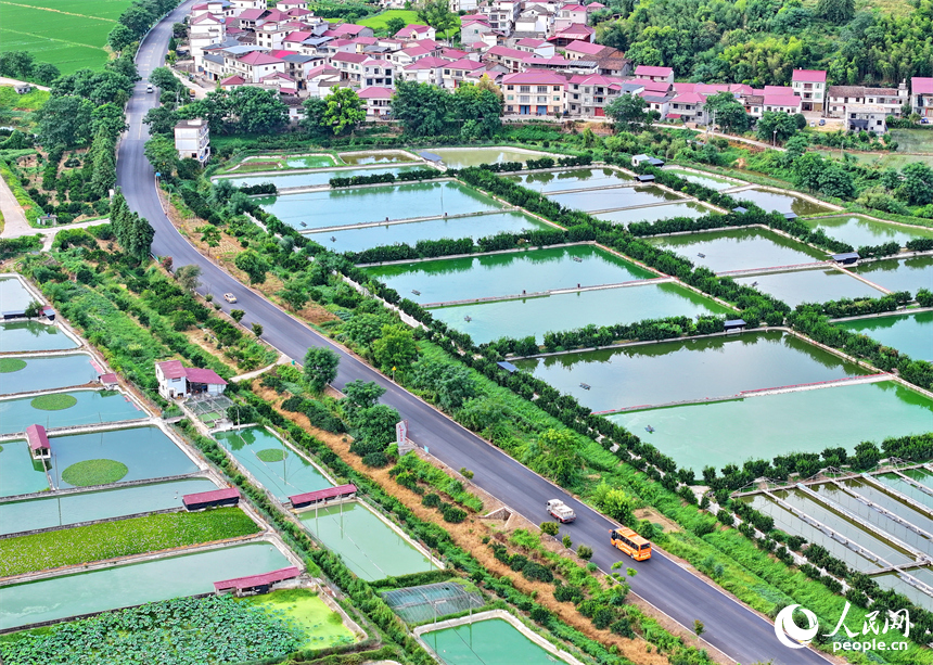 撫州市南豐縣太和鎮丹陽村，車輛行駛在通村公路上，沿線農房、魚塘、稻田、群山相映成畫。人民網 朱海鵬攝