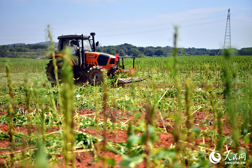 收割機在田間穿梭，收割成熟的芝麻。人民網記者 時雨攝
