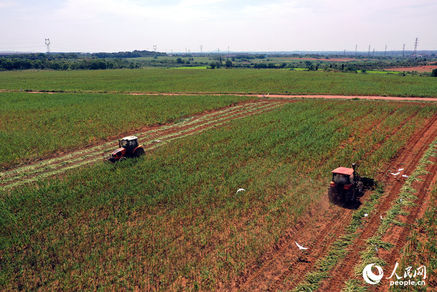 收割機在田間穿梭，收割成熟的芝麻。人民網記者 時雨攝