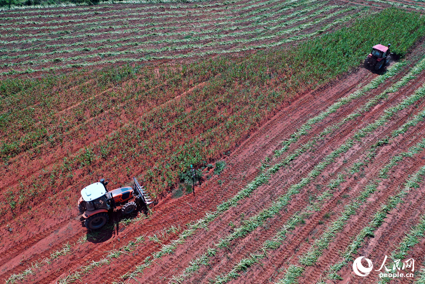 收割機在田間穿梭，收割成熟的芝麻。人民網記者 時雨攝