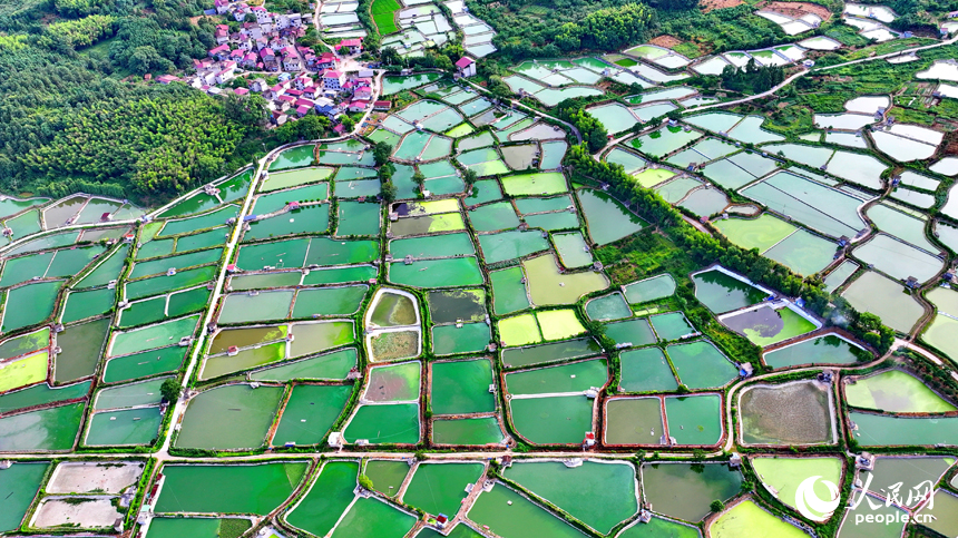 撫州市南豐縣桑田鎮司前村一帶的水產養殖塘星羅棋布，猶如大地調色板。人民網 朱海鵬攝