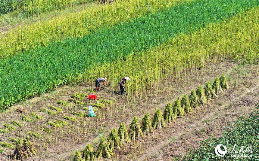 九江市永修縣三角鄉紅旗村，蜿蜒的河流與田園、農房相映成景，如同一幅秋日鄉村畫卷映入眼簾。人民網 朱海鵬攝