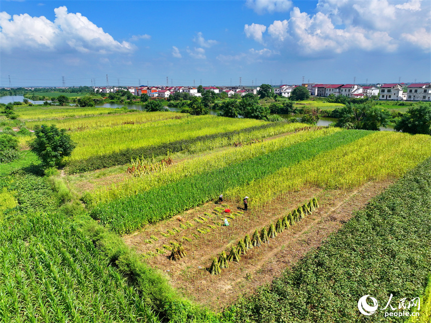 九江市永修縣三角鄉紅旗村，村民在田間采收芝麻。人民網 朱海鵬攝