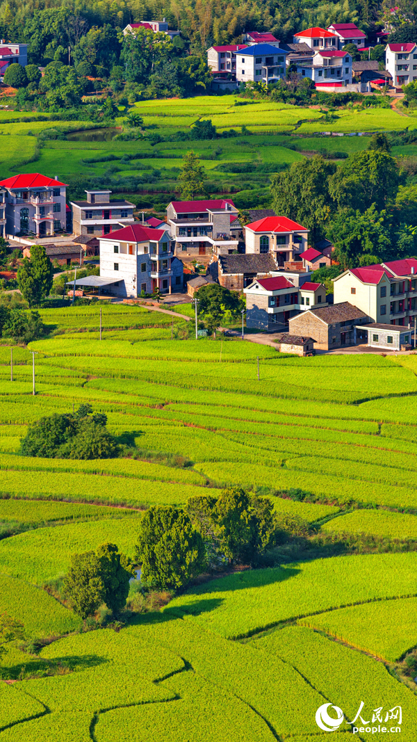 吉安市泰和縣馬市鎮東來村，稻田由青轉黃，農房錯落有致，共同構成一幅秋日鄉村“豐”景圖卷。人民網 朱海鵬攝