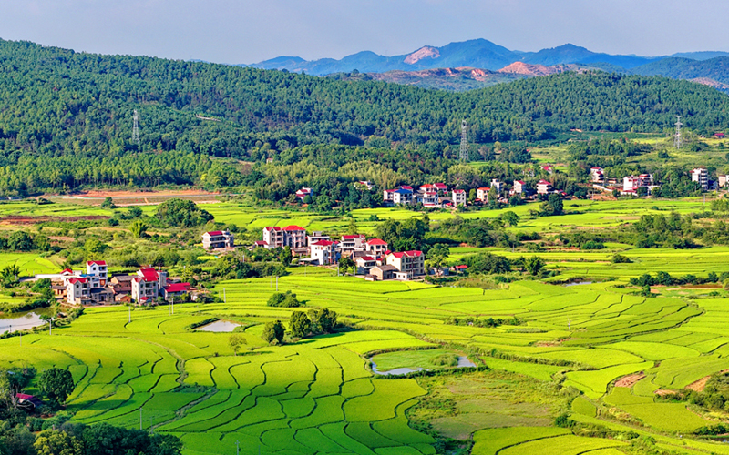 江西泰和：晚稻漸黃 “豐”景愈濃