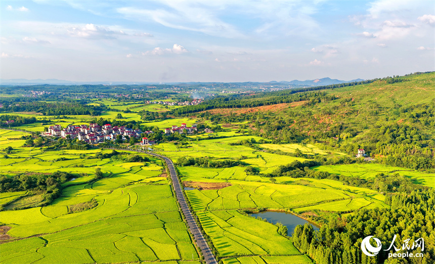 吉安市泰和縣馬市鎮南溪村,農村公路沿線阡陌縱橫、房屋錯落,青山與綠樹交相輝映,處處“豐”景宜人。人民網 朱海鵬攝