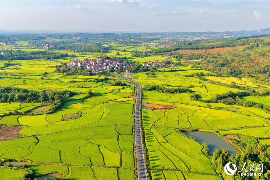 吉安市泰和縣馬市鎮南溪村,農村公路沿線阡陌縱橫、房屋錯落,青山與綠樹交相輝映,處處“豐”景宜人。人民網 朱海鵬攝
