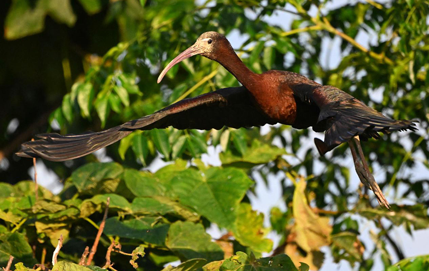 鄱陽湖永修吳城水域拍攝到的彩鹮。 王小龍攝