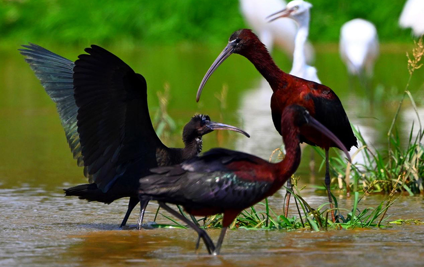 鄱陽湖永修吳城水域拍攝到的彩鹮。 王小龍攝