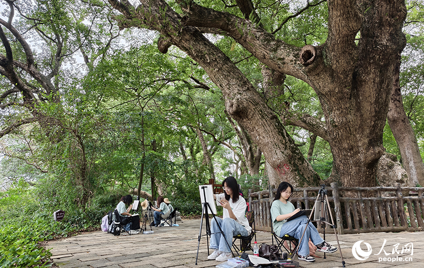 藝術院校的學生們慕名來到水南古樟林，用畫筆描繪古樹的虬枝與光影。人民網記者 時雨攝