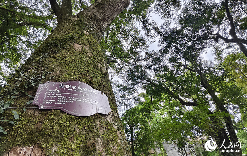 水南古樟林近三千棵古樹參天而立，以蒼勁的古香樟為主，漫步林間，樟香襲人、鳥語蟲鳴，令人心曠神怡。人民網記者 時雨攝