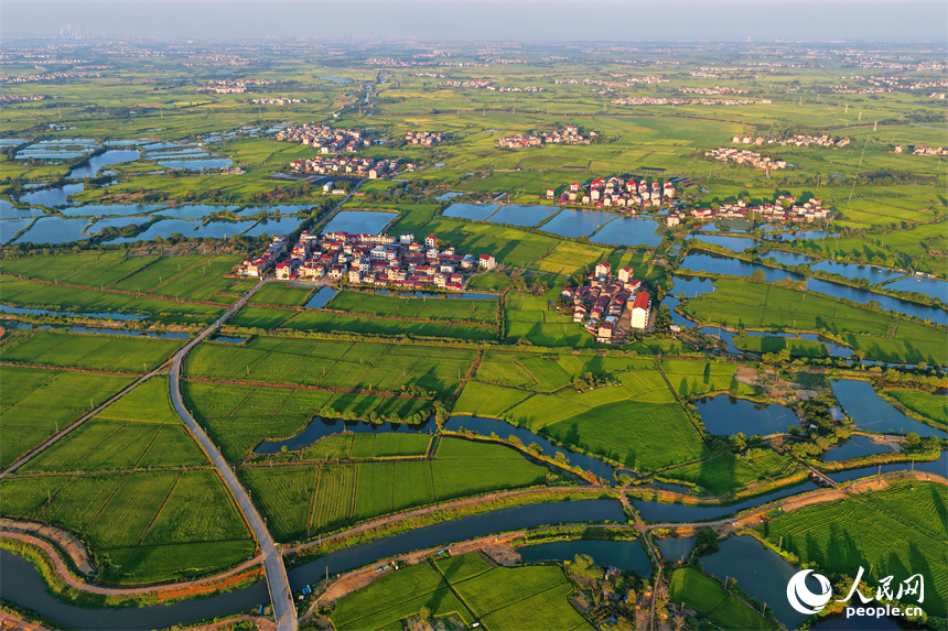樟樹市大橋街道漁塘村，田園水系環繞，農房錯落有致，秋日鄉村美景怡人。人民網 朱海鵬攝