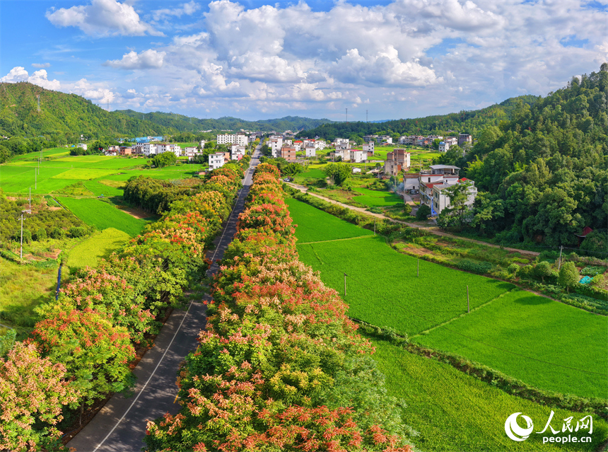 贛州市上猶縣東山鎮廣田村，汽車行駛在農村公路上，公路兩側的欒樹陸續進入盛花期，與村莊、山巒相映成趣。人民網 朱海鵬攝