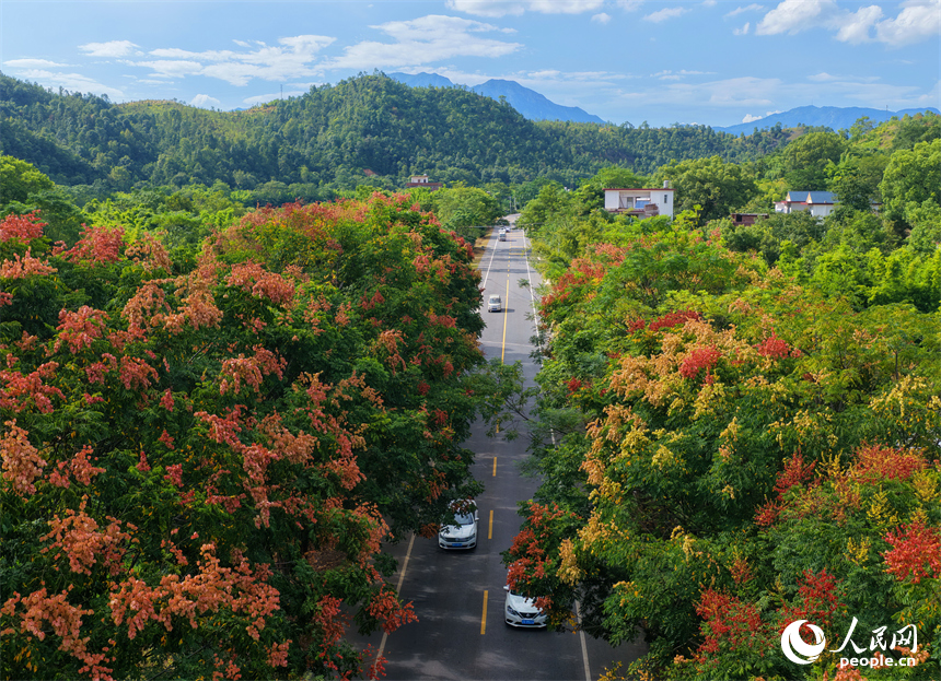 贛州市上猶縣東山鎮廣田村，汽車行駛在農村公路上，公路兩側的欒樹陸續進入盛花期，與村莊、山巒相映成趣。人民網 朱海鵬攝