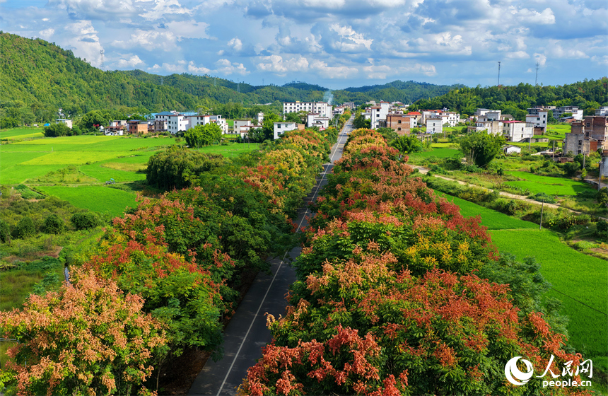 贛州市上猶縣東山鎮廣田村，汽車行駛在農村公路上，公路兩側的欒樹陸續進入盛花期，與村莊、山巒相映成趣。人民網 朱海鵬攝