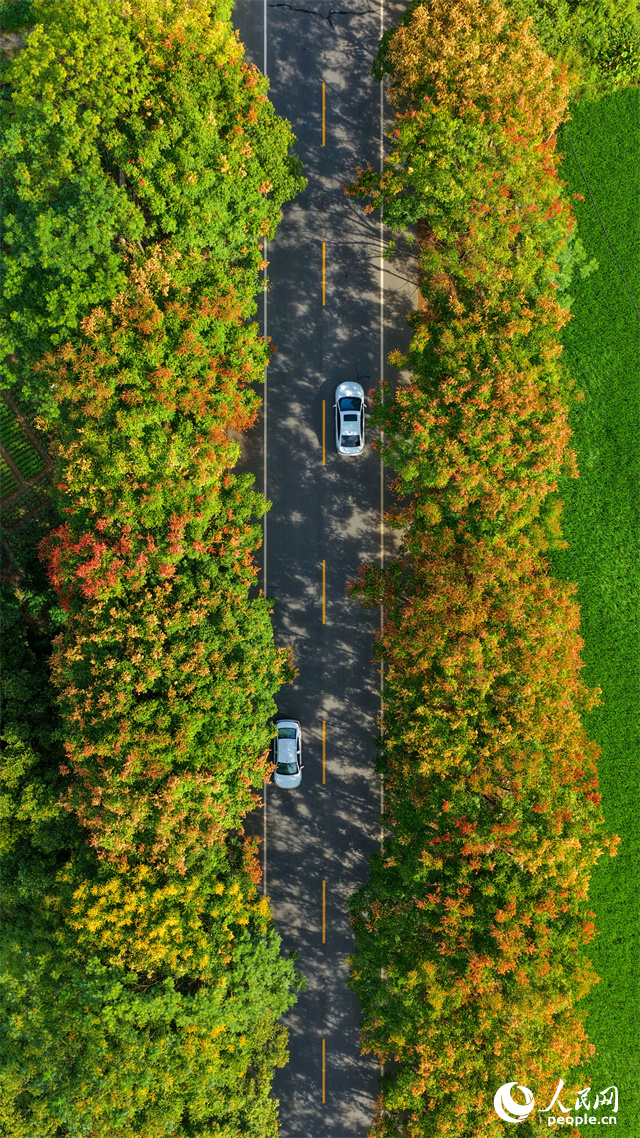 贛州市上猶縣東山鎮廣田村，汽車行駛在農村公路上，公路兩側的欒樹陸續進入盛花期，與村莊、山巒相映成趣。人民網 朱海鵬攝