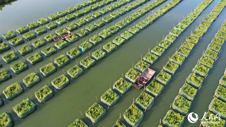 東方村鱔魚生態養殖基地，養殖戶劃著小船管護網箱里飼養的鱔魚。人民網記者 毛思遠攝
